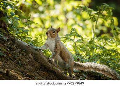 Grey Squirrel, Sciurus carolinensis, squirrel behaviour and feeding on the woodland floor at Ensors Pool, June 2026