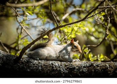 Grey Squirrel, Sciurus carolinensis, squirrel behaviour and feeding on the woodland floor at Ensors Pool, June 2026