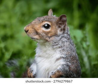 Grey Squirrel, Sciurus carolinensis, squirrel behaviour and feeding on the woodland floor at Ensors Pool, June 2026