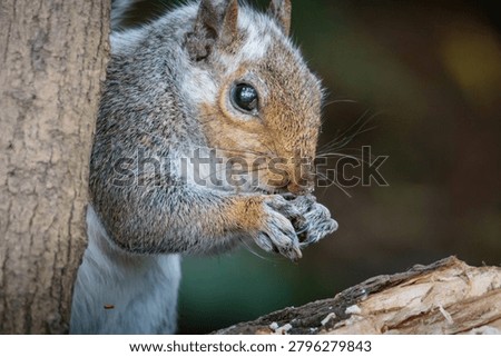 Grey Squirrel, Sciurus carolinensis, squirrel behaviour and feeding on the woodland floor at Ensors Pool, June 2026