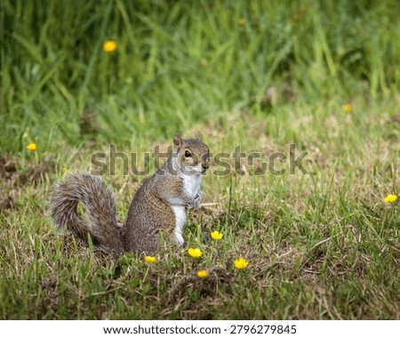 Grey Squirrel, Sciurus carolinensis, squirrel behaviour and feeding on the woodland floor at Ensors Pool, June 2026