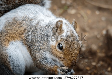 Grey Squirrel, Sciurus carolinensis, squirrel behaviour and feeding on the woodland floor at Ensors Pool, June 2026