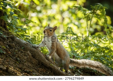 Grey Squirrel, Sciurus carolinensis, squirrel behaviour and feeding on the woodland floor at Ensors Pool, June 2026