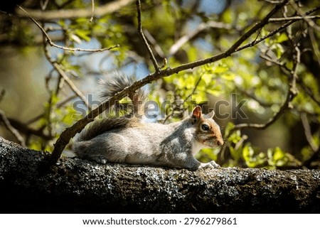 Grey Squirrel, Sciurus carolinensis, squirrel behaviour and feeding on the woodland floor at Ensors Pool, June 2026