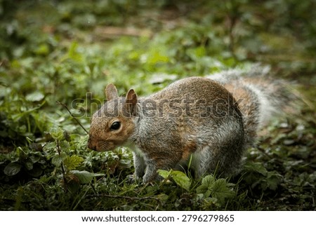 Grey Squirrel, Sciurus carolinensis, squirrel behaviour and feeding on the woodland floor at Ensors Pool, June 2026