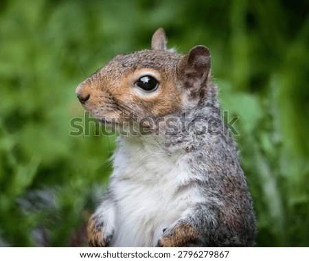 Grey Squirrel, Sciurus carolinensis, squirrel behaviour and feeding on the woodland floor at Ensors Pool, June 2026