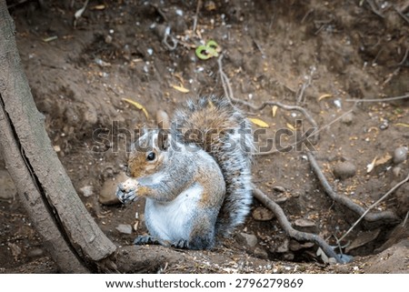 Grey Squirrel, Sciurus carolinensis, squirrel behaviour and feeding on the woodland floor at Ensors Pool, June 2026