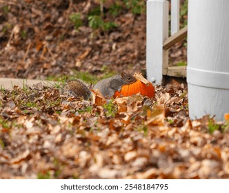 A grey squirrel (Sciurus carolinensis) caught eating a discarded orange pumpkin in a backyard filled with fallen autumn leaves. - Powered by Shutterstock