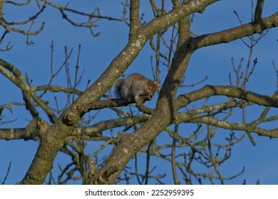 The Grey Squirrel Sciurus carolinensis or eastern gray squirrel Grey squirrels have mainly grey fur, but may have red-brown patches and has a long bushy tail used for climbing trees - Shutterstock ID 2252959395