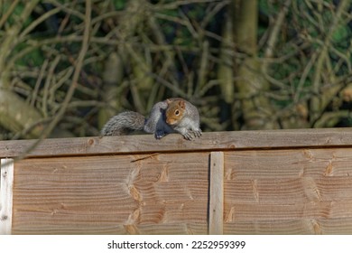 The Grey Squirrel Sciurus carolinensis or eastern gray squirrel Grey squirrels have mainly grey fur, but may have red-brown patches and has a long bushy tail used for climbing trees - Shutterstock ID 2252959399