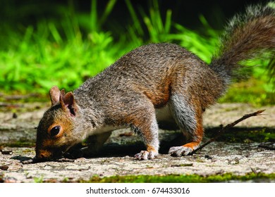 grey squirrel, sciurus carolinensis, eating from forest floor


