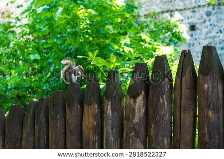 Grey squirrel (Sciurus carolinensis) eating a peanut on a wooden fence in the Parco del Valentino in Turin