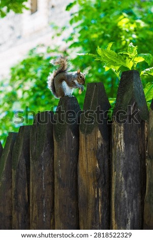 Grey squirrel (Sciurus carolinensis) eating a peanut on a wooden fence in the Parco del Valentino in Turin