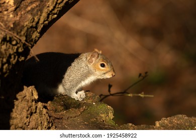 Grey squirrel, sciurus carolinensis, emerging from the shadows under tree branch with copy space