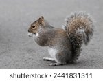 Grey squirrel (Sciurus carolinensis) in London, portrait