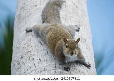 Grey squirrel (sciurus carolinensis) looking down from palm tree  - Powered by Shutterstock