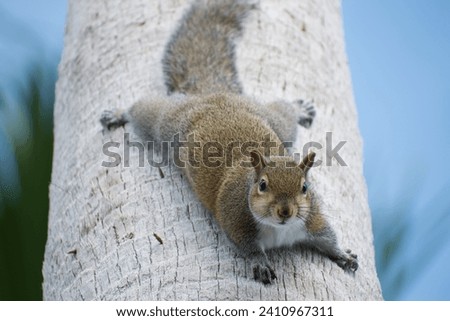 Grey squirrel (sciurus carolinensis) looking down from palm tree 