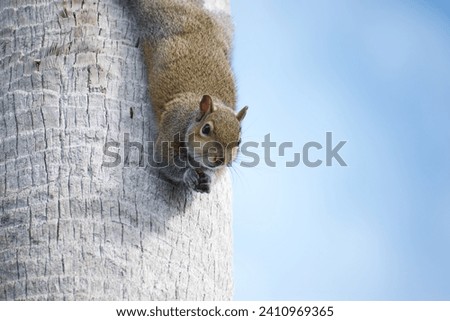 Grey squirrel (sciurus carolinensis) looking down from a tree