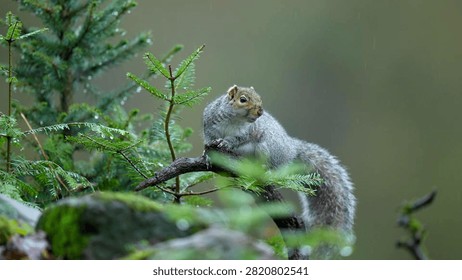 A grey squirrel (Sciurus carolinensis) perches alertly on a moss-covered conifer branch amid falling rain in a temperate woodland setting. Rain droplets glisten on the surrounding evergreen needles and mossy rocks, creating a lush, saturated green environment. The soft-focus background highlights the subject against the atmospheric, overcast woodland light.