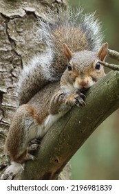 Grey Squirrel (Sciurus Carolinensis) Portrait With Negative Space