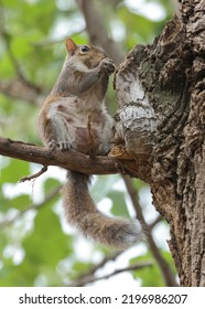 Grey Squirrel (Sciurus Carolinensis) Portrait With Negative Space