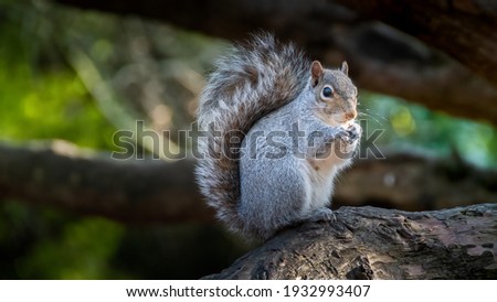 Grey squirrel (Sciurus carolinensis) portrait with negative space