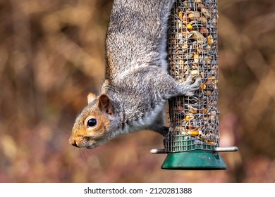 A grey squirrel (Sciurus carolinensis) raids a bird feeder in an English garden.