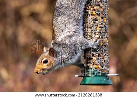 A grey squirrel (Sciurus carolinensis) raids a bird feeder in an English garden.