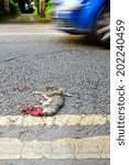 Grey Squirrel (Sciurus carolinensis) Roadkill carcass