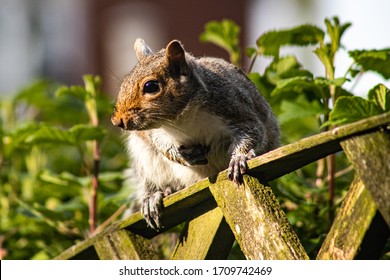 Grey Squirrel, Sciurus carolinensis, rodent, England UK invasive non-native species.