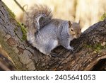 Grey Squirrel (Sciurus carolinensis),  RSPB Leighton Moss is a nature reserve in Lancashire, England, UK 