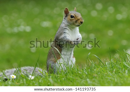 Similar – Image, Stock Photo grey squirrel in the park