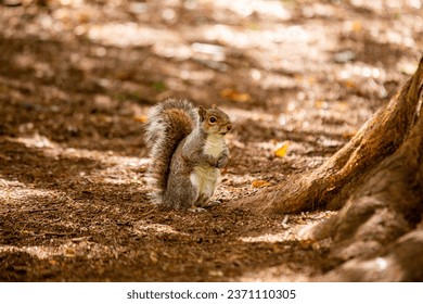 A grey squirrel, Sciurus carolinensis, spotted in the National Botanic Gardens, Dublin, Ireland.