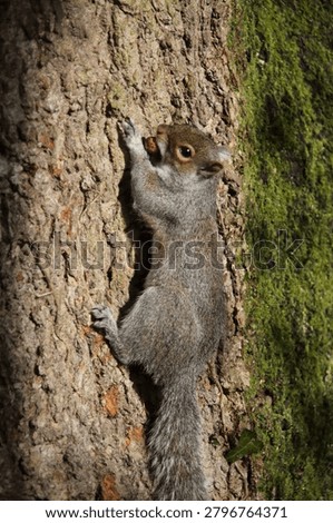 Grey Squirrel (sciurus) climbing a tree with an hazel nut in their mouth Somerset England uk 04162026 April Spring 2026