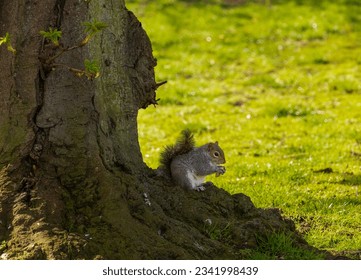 Grey squirrel sitting at the base of a tree, with a peanut between its paws, ready to eat.