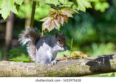 Grey squirrel sitting on a branch under some leaves eating a peanut.
