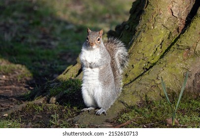 A grey squirrel standing up at the base of a tree and looking at the camera.