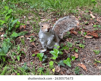 Grey squirrel standing on hind legs 