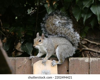 Grey Squirrel In Uk Garden