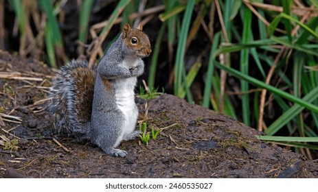 Grey squirrel in the woods - Powered by Shutterstock