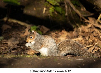 Grey Squirrels Are A Common Sight In UK Parks And Gardens. Introduced From North America In The Victorian Era They Have Usurped And Replaced The Indigenous Red Squirrel In Most Areas