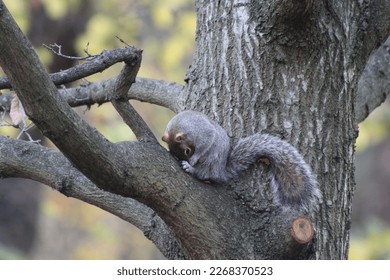 Grey Squirrels in London Parks. The scientific name for Grey Squirrel is Sciurus carolinensis