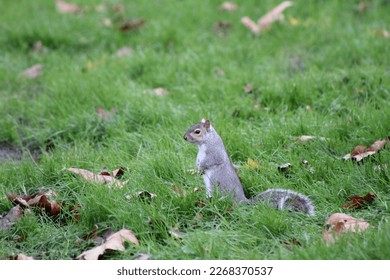 Grey Squirrels in London Parks. The scientific name for Grey Squirrel is Sciurus carolinensis