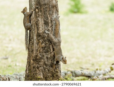 Grey squirrels playing in a tree