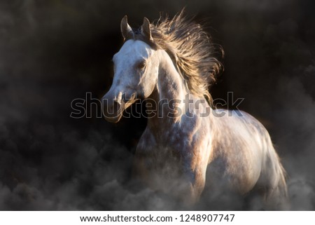 Grey stallion run in dark background in dust
