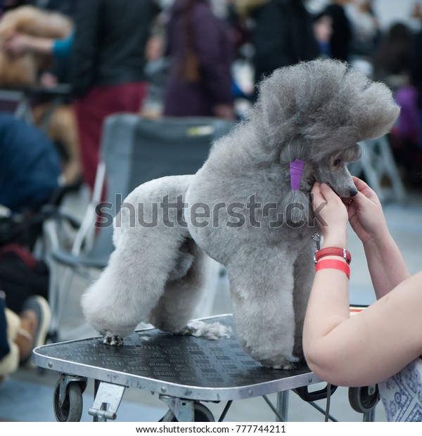 Grey Standard Poodle Dog Show Grooming Stock Photo Edit Now