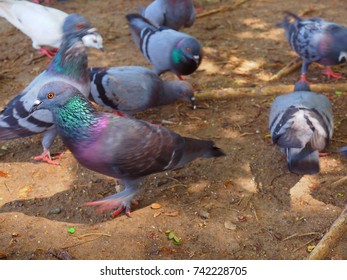 Grey Stone Pigeon Bird Flock Busy Stock Photo 742228705 | Shutterstock