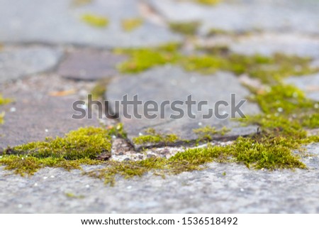 Similar – Image, Stock Photo green ways (1) Pave Furrow