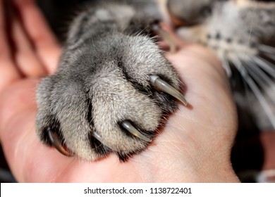 Grey Striped Cat Furry Paws Cute Stock Photo 1138722401 | Shutterstock