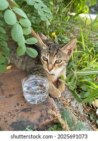 Grey Striped Cat Has Water In Front Of It In The Garden Drinking Hot Summer Days Giving Water To Animals Outside Animal World Lifestyle Buying Now.